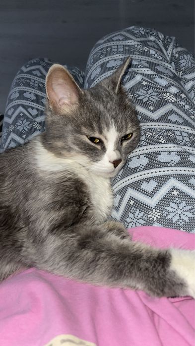 Ищет дом красивая кошечка