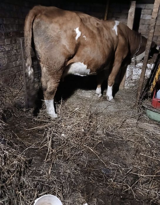 Vând o vaca gestanta