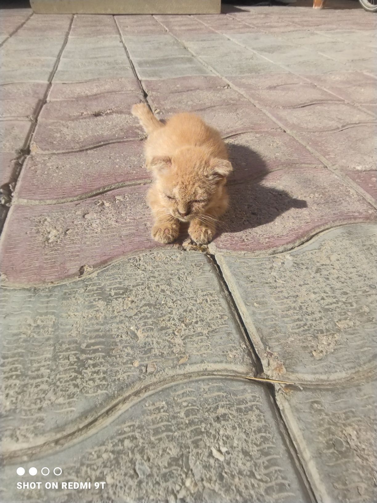 Кошка скотиш фолд