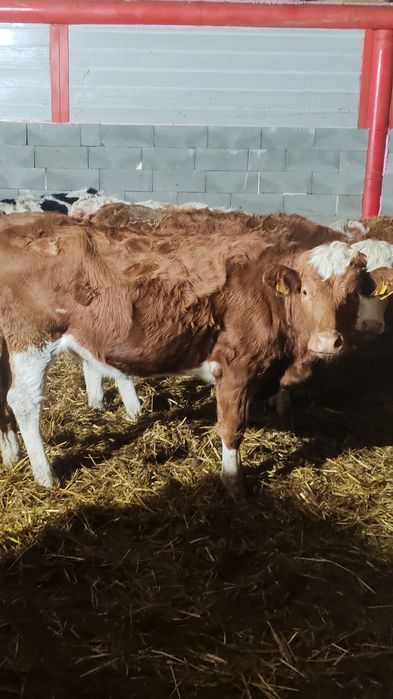 Vand 4 jurinci baltate