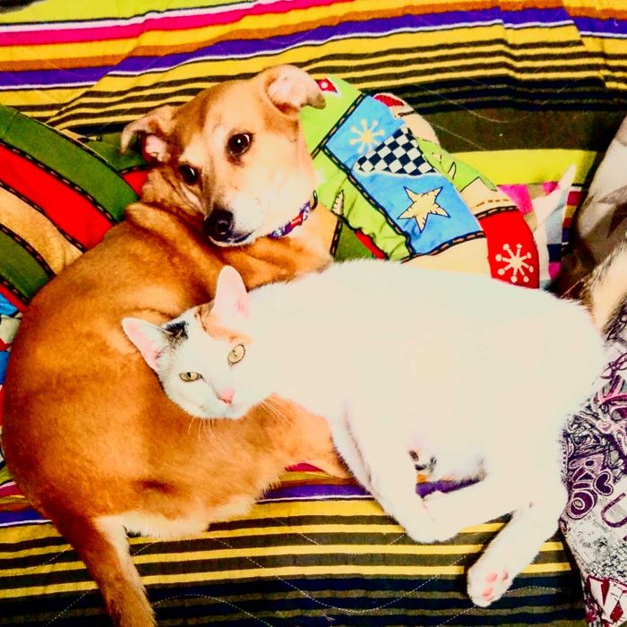 Pet sitter veterinar, sărbători , pisici și câini , tot orașul