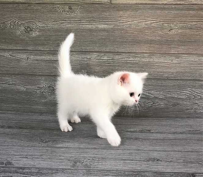 Pisoias alb, Scottish Straight - Pedigree, 2 luni