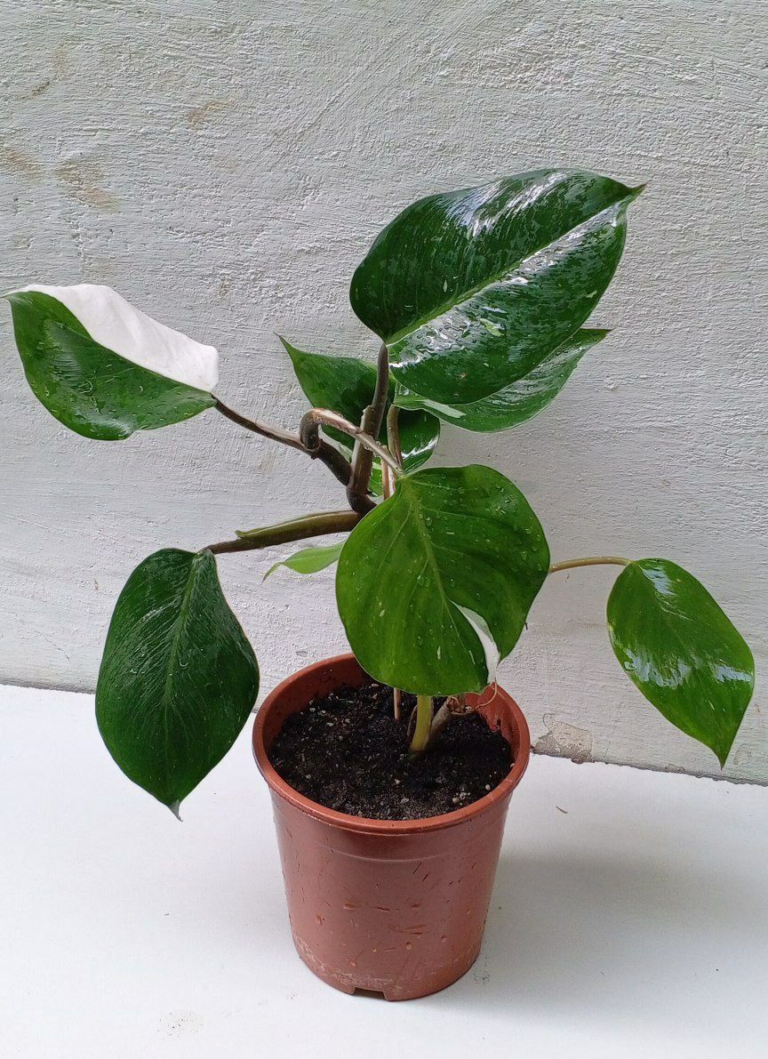 Филодендрон Белый Рыцарь (Philodendron White Knight).Экзотический сорт