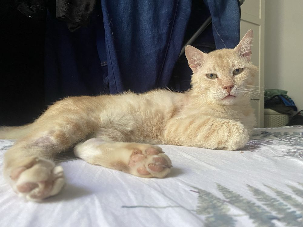 Motanel senior pentru adoptie