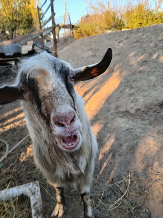 Козел Зааненский