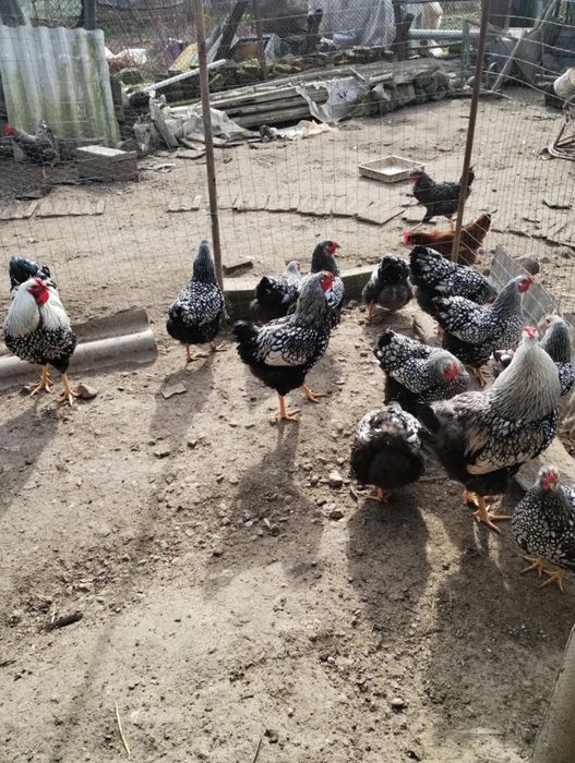 Vand wyandott arghintiu