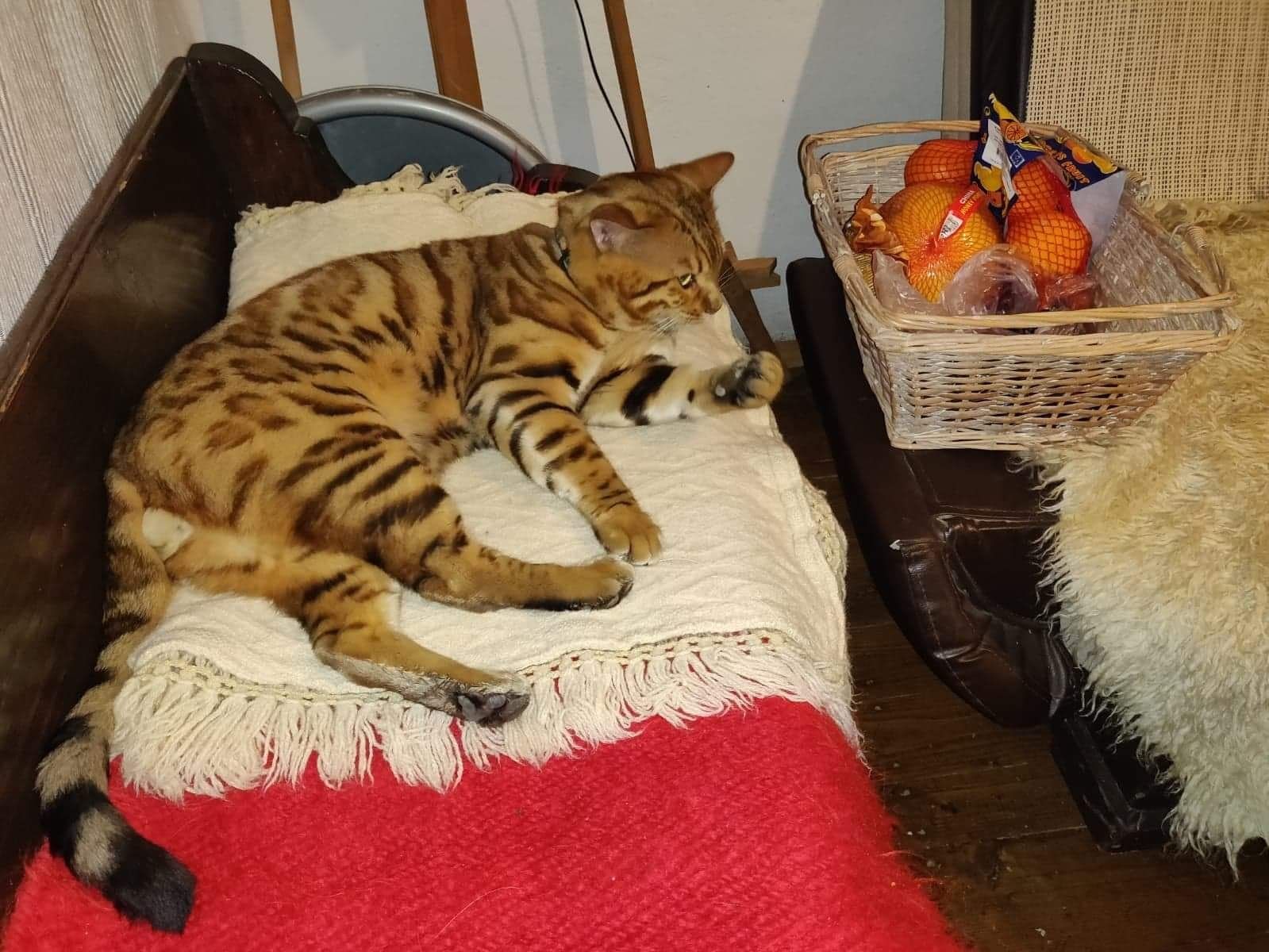 Vând pui pisică  rasa pura bengal