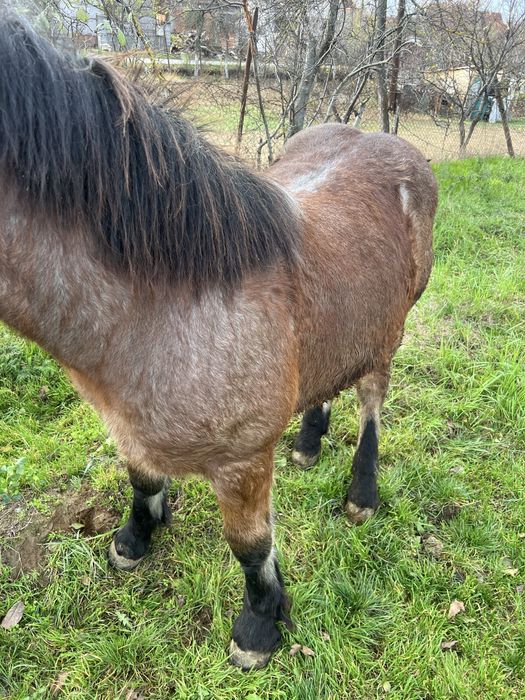 Vand manz semi greu cu influenta belgiana