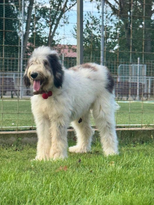 Vând Femelă Ciobănesc Mioritic cu pedigree