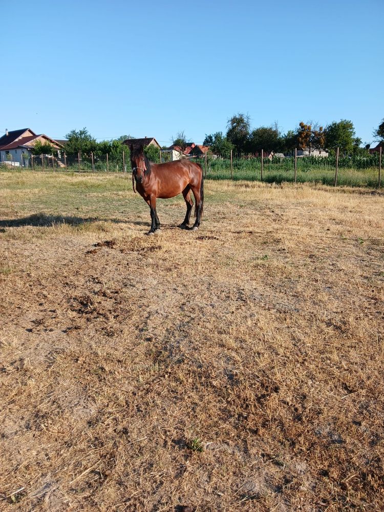 Vand o pereche de manze
