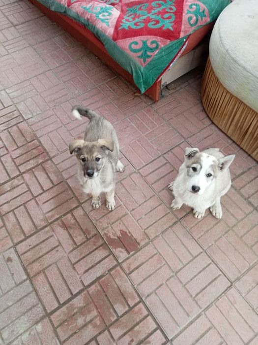 отдаём щенков в  хорошие руки