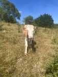 Vand vaca la a doua fatare ,3 ani
