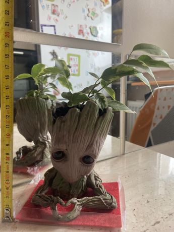 Figurina ghiveci cu planta ficus Baby Groot