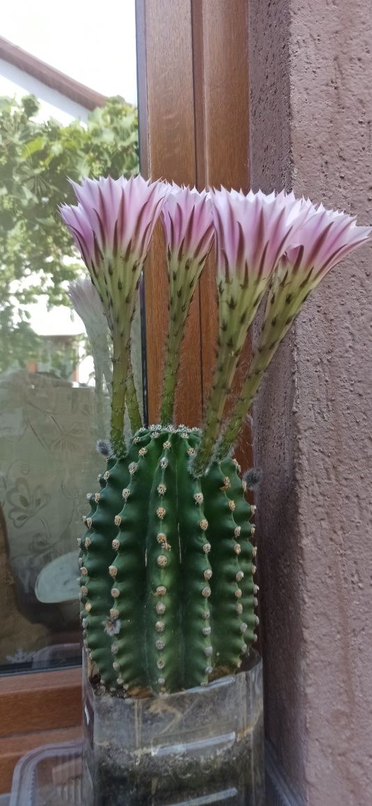 Cactus     30 cm