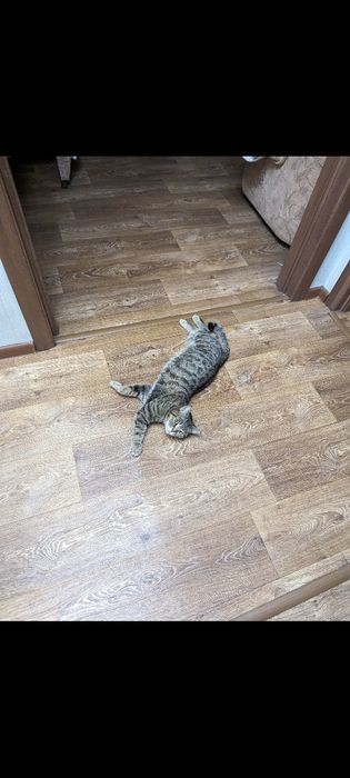 В хорошие руки отдаю кошку Бэллу