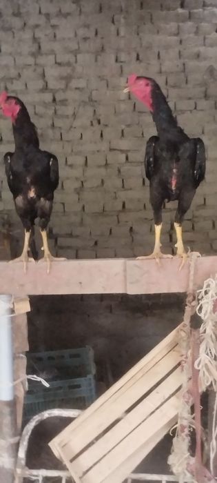 Dakan xoʻrozlar sotiladi