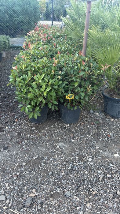 Photinia red robin