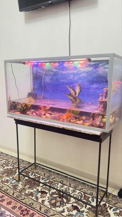 Аквариум с рыбками