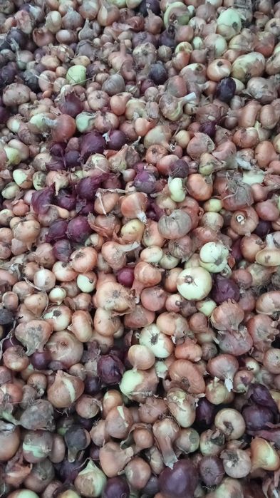 Ceapă galbenă și roșie românească selectată