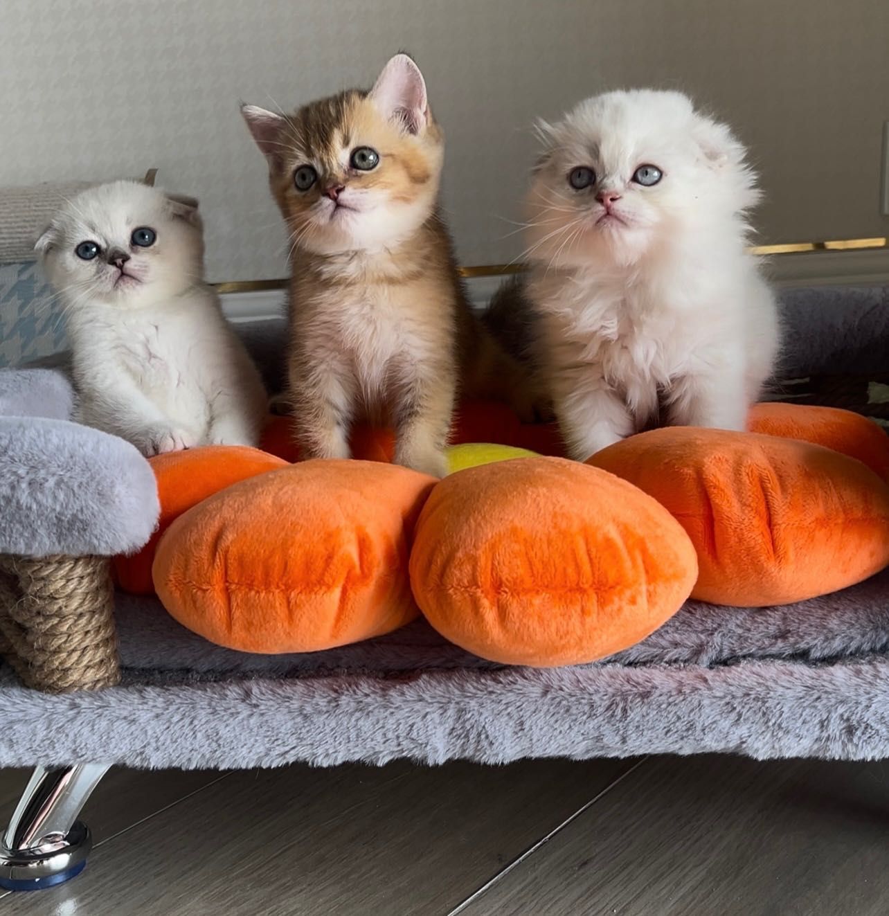 Скоттиш фолд котята