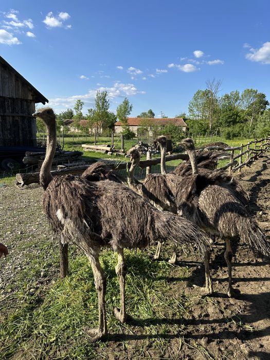 Vand Struti adulti 1 an jumate