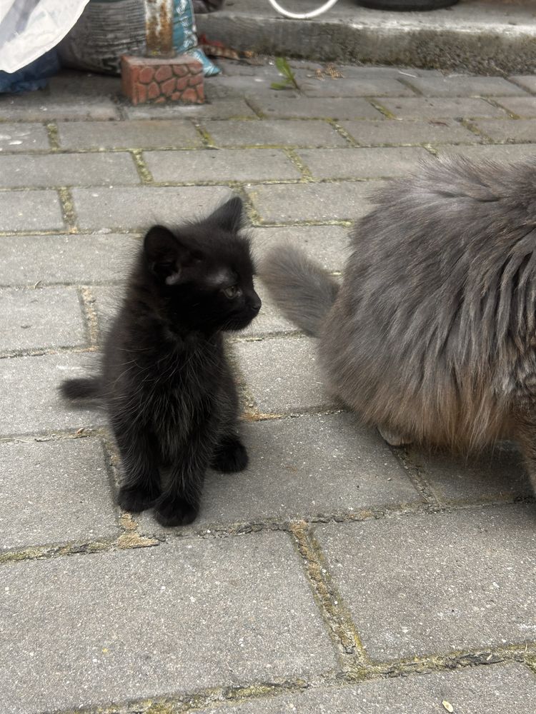 Donez pisoi adorabili, metis British Shorthair, 2 luni