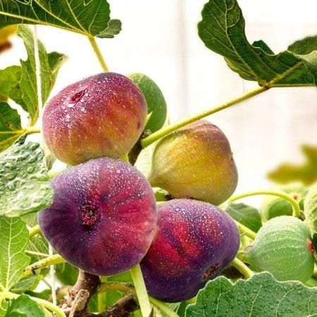 Pomi fructiferi Exotici La Ghiveci (SMOCHIN )