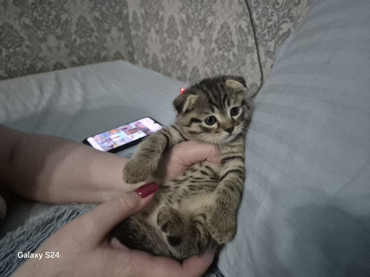 Продаются котята