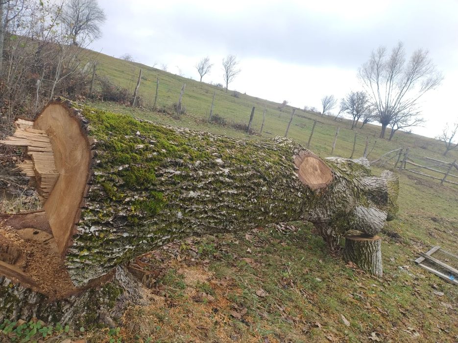 Vând trunchi de nuc