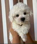Bichon maltez talie mica