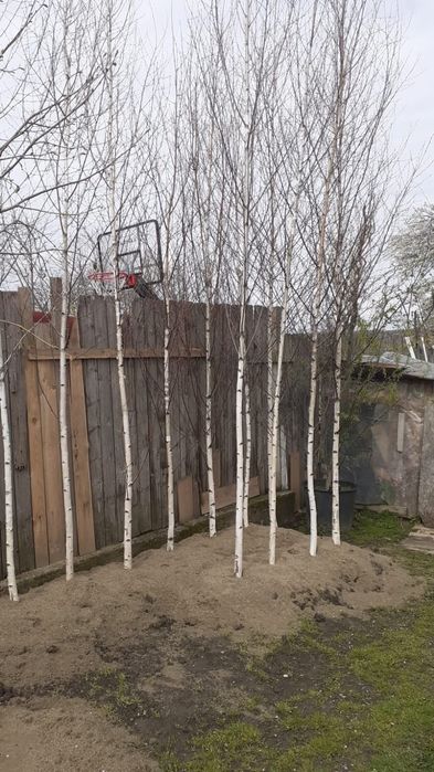 Măslin palmier catalpa