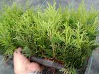 Thuja Smaragd, Tuia 1,0 ani