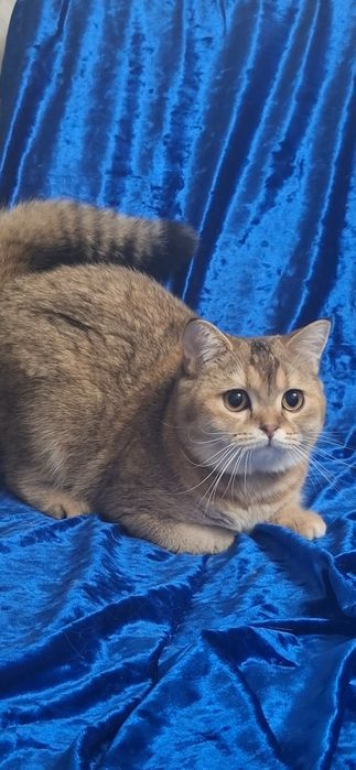 Котята Шотландский скоттиш страйт