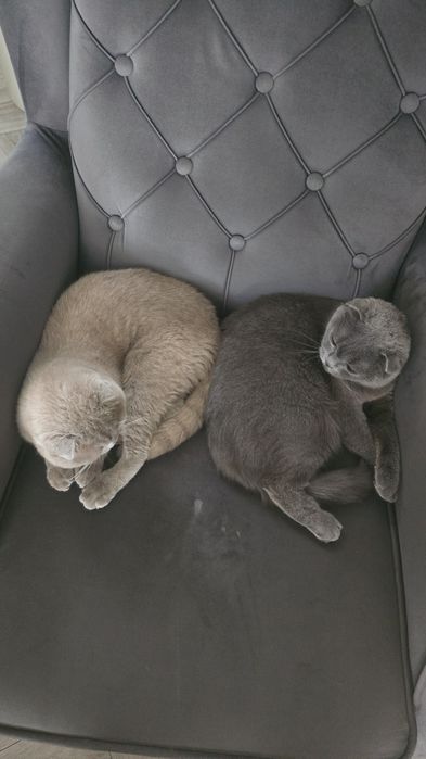 Pisicuțe Scotish fold