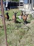Capre Alpin Francez