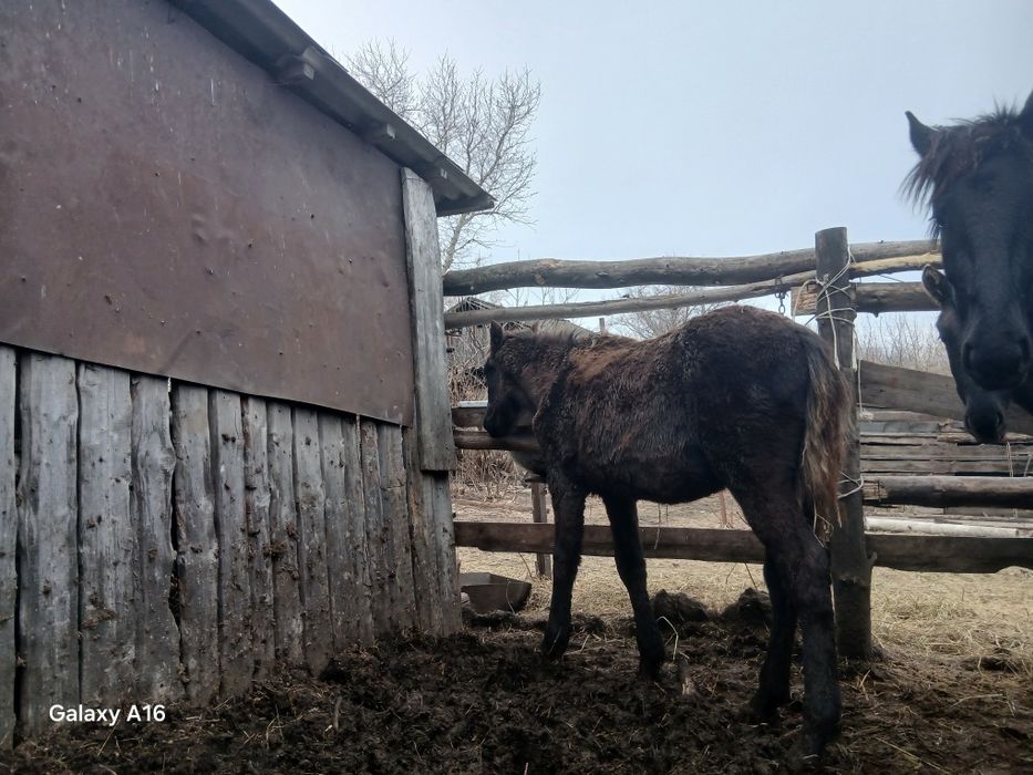 Продам жеребчика