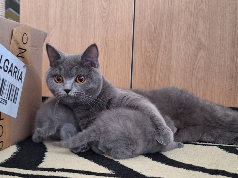 Британска късокосместа