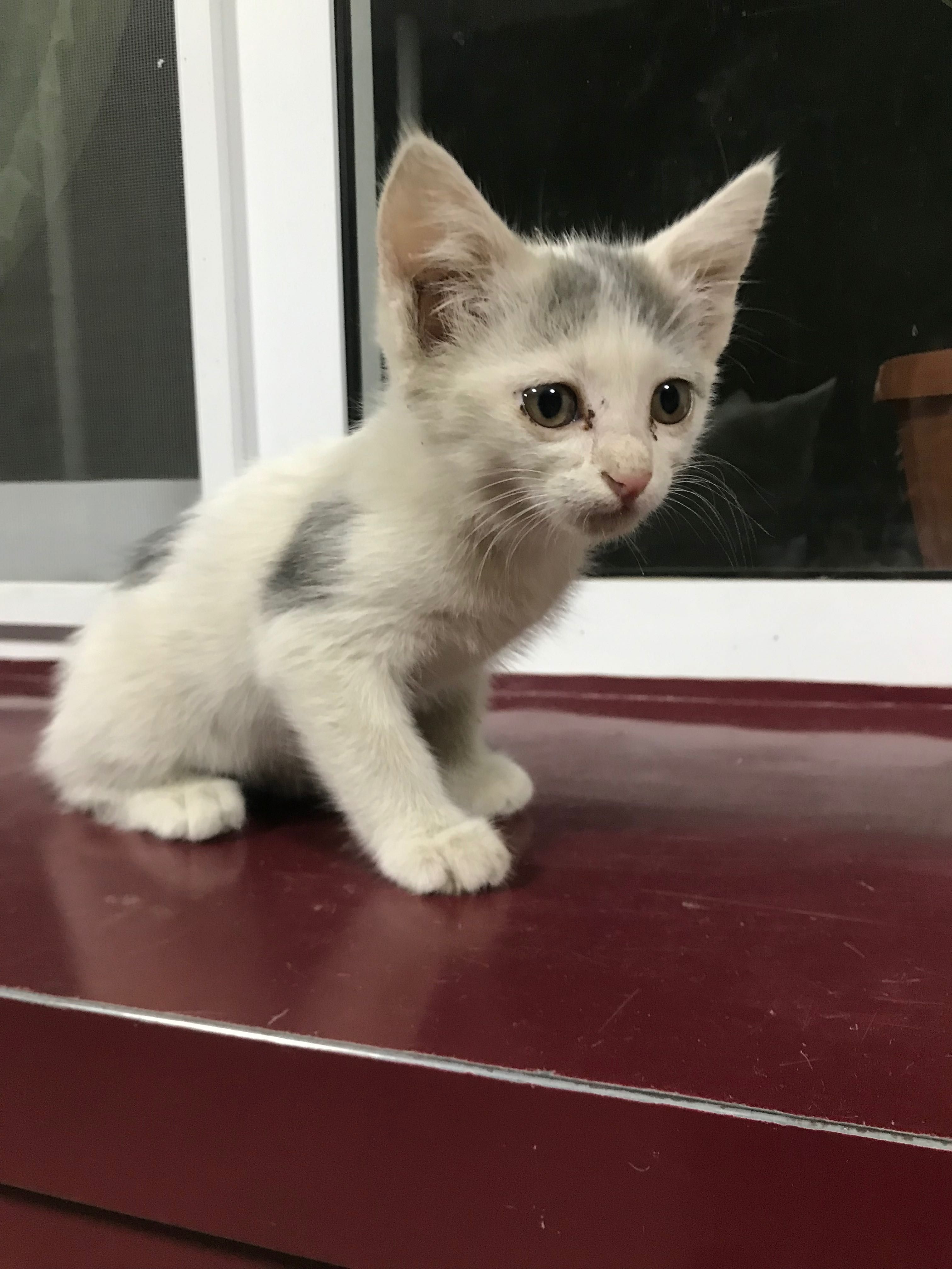 Котёнок отдам в хорошие руки