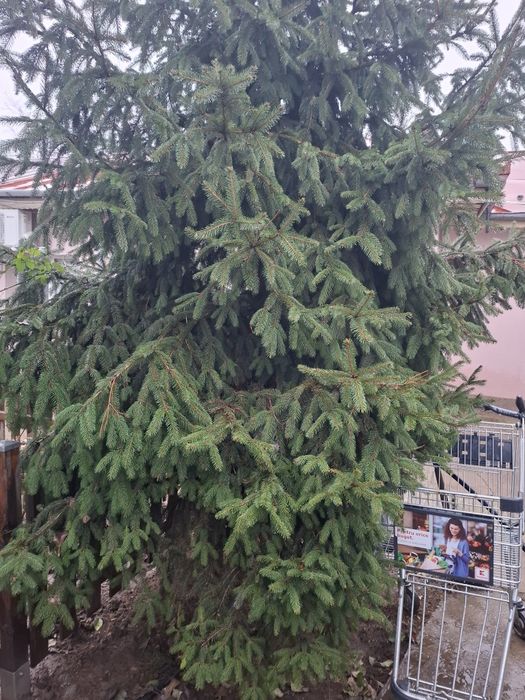 Brad natural sanatos