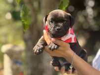 Staffordshire Bull Terrier mascul