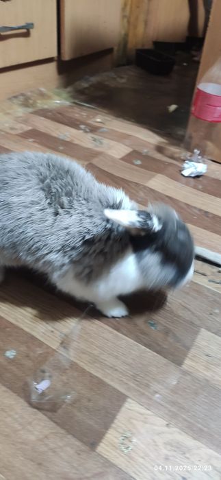 Кролик годовалый