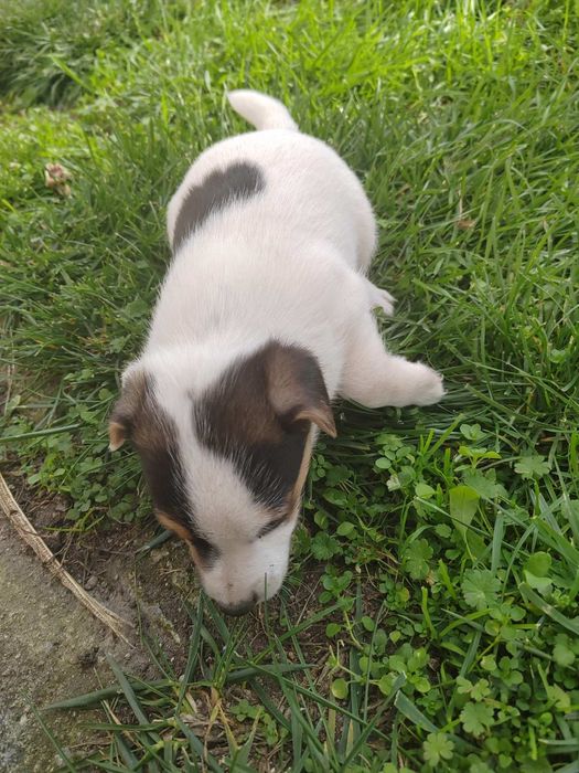 Продавам Джак Ръсел териер