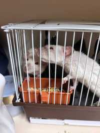 Продаю клетку для крыс вместе с двумя крысами (девочки)