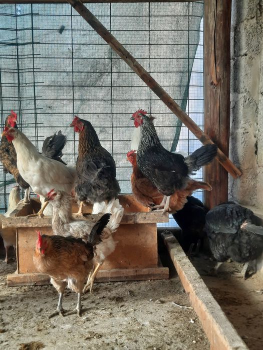 Домашный товуклар сотилади