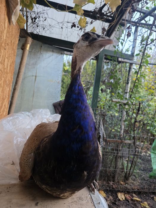 Pui de păun și Oua australorp albastru