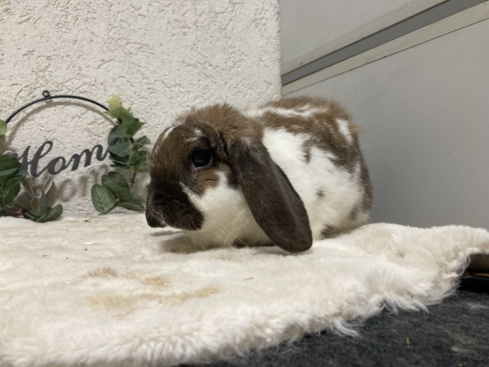 Iepuri pitici de companie /Berbec pitic/mini lop/holland lop