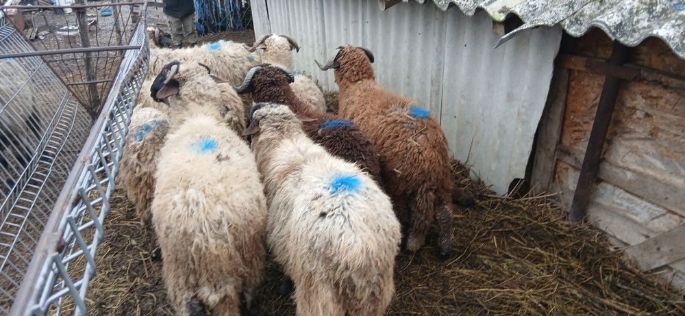 Vand berbecuti de prasila sau de tăiat.