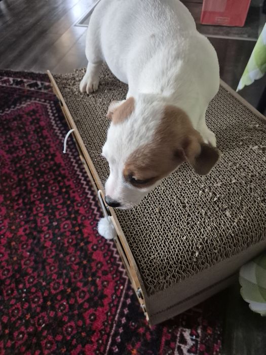 Чистокръвни джак ръсели