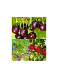 Продам саженцы вишни Черешневой, Клубники разной,малины, смородины