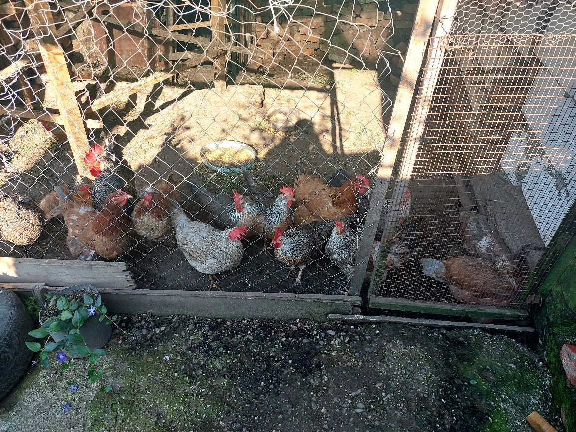 домашни селски и италианки  кокошки